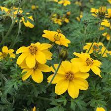 The common names beggarticks, black jack, burr marigolds, cobbler's pegs, spanish needles, stickseeds, tickseeds and tickseed sunflowers refer to the fruits of the plants, most of which are bristly and barbed, with two sharp pappi at the end. Bidens Bienenfreundliche Balkonpflanze