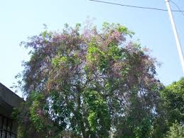 Image result for Millettia