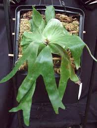 Image result for Platycerium stemaria