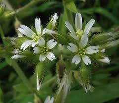 Image result for Cerastium glomeratum