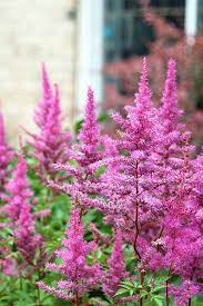 How To Grow Astilbe For Color In The Shade Garden Gardener S Path