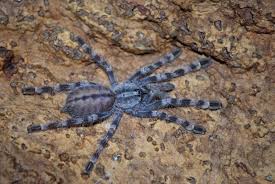 Poecilotheria Wikipedia