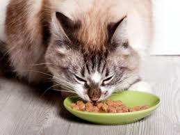 best food for cats with diabetes