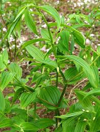 Image result for Jasminum streptopus