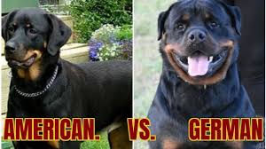 $1,500 (lewisville, tx.) hide this posting restore restore this posting. American Vs German Rottweilers What S The Difference Youtube