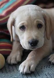 Ihlamurun Faydalari Hundebabys Babytiere Niedliche Tierbabys