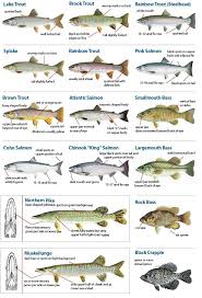 Know Your Fish Michigan Fishing Types Of Fish Lake Michigan Fishing