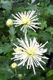 ornamental grass broomcorn millet in 2021 ornamental grasses broom corn grass flower