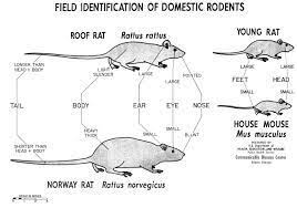 Information On Rodents Barrier Pest Solutions