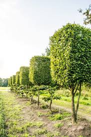 Gartenliebhaber legen wert auf eine gepflegte gestaltung ihres naturparadieses. Hainbuche Hochstamm In Kastenform Carpinus Betulus Gunstig Online Kaufen