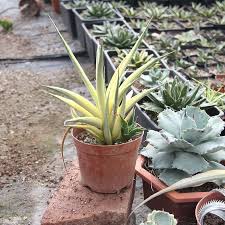 Image result for Laggera gracilis