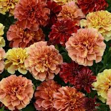 French Marigold Strawberry Blonde Multiple Flower Colors On One Plant Edible 20 Seeds 8 10 Inch Annual Tagetes Patula Marigold Flower Annual Flowers Flower Garden