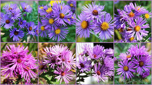 With a soft colour palette ranging from white to shades of pink and purple, asters are easy to blend into whatever colour scheme you have in your garden. Seed Sown Plants And Genetic Variation Aster Colors Jean S Garden