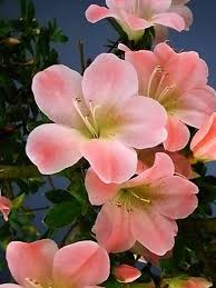 Pin On A Passion For Flowers