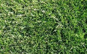 Our 'low work and water' dwarf fescue. Dwarf Fescue Agricol