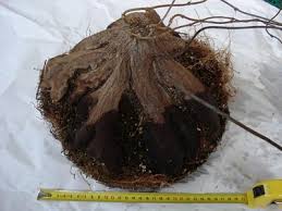Image result for Dioscorea cotinifolia
