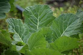 Food health inc (trade name be healthy) is in the health foods business. 149 Complex Garnish Photos Free Royalty Free Stock Photos From Dreamstime