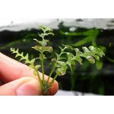 Image result for Crepidomanes