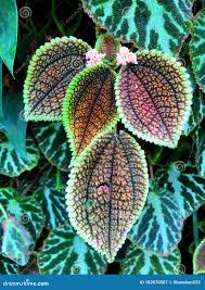 Image result for Pilea johnstonii