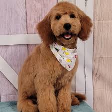 THE BEST 10 Pet Boarding near EUNICE, LA 70535