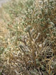 Image result for Selaginella perpusilla