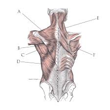 Low back pain is a common health problem in human being and about 5 to 15% will develop chronic low back pain (clbp). Cycling And Lower Back Pain Cycling West Cycling Utah