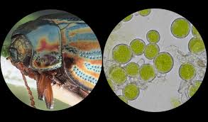 Stereoscopes Vs Microscopes The Compleat Naturalist