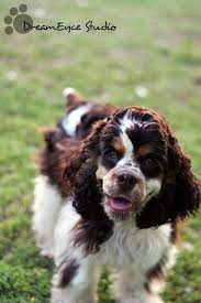 My Floppy Bowbah Black Cocker Spaniel Spaniel Breeds Cocker Spaniel Breeds