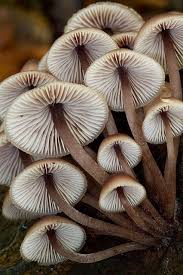 Pilze Beautiful Photographer Unknown Pilze Pilz Champignon Champignons