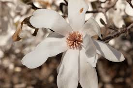 Image result for Magnolia White 1980 Amos and Sons