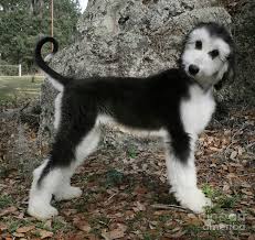 Black And White Greyhound Dog Afghan Hound Puppy Bicolor Black And White Silver Domino Afghan Hound Puppy Afghan Hound Hound Puppies