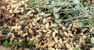 Hama pada tanaman kacang tanah dapat dikendalikan berdasarkan dari jenis hama yang menyerangnya, sebab hama yang menyerang kacang tanah ini tidak hanya satu melainkan ada berbagai jenis. Prospek Budidaya Kacang Tanah Jawatani Com