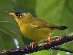 Image result for Blepharis gazensis