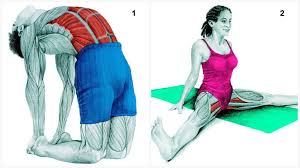 If you are pregnant, ease off, and be cautious not to stretch your abdominals too much—especially. 36 Pictures To See Which Muscle You Re Stretching