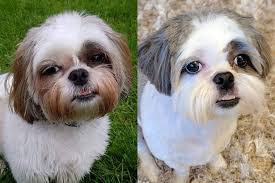 Are they to be used together or either/or? How To Clean Shih Tzu Tear Stains Shih Tzu World
