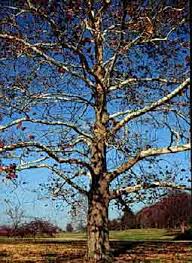 Platanus occidentalis, also known as american sycamore, american planetree, occidental plane, and buttonwood, is one of the species of platanus native to north america. American Sycamore Department Of Horticulture