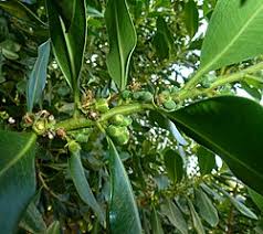 Image result for Warburgia