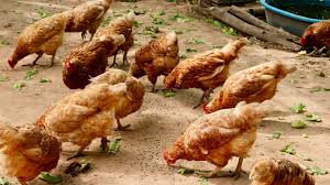 From the popular to the rare, we have the inside scoop on all the breeds that will. Which Backyard Chicken Is Right For You Architectural Digest
