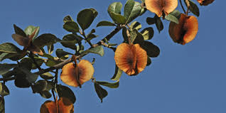 Image result for Combretum sp. A