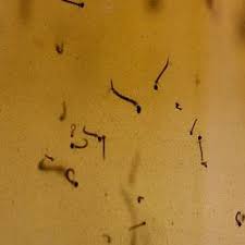 Последние твиты от jentik jentik (@jentikjentik2). Hisap Jentiknya Saja Okezone News