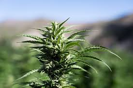 Sep 08, 2020 · sativa cannabis plants originated close to the equator, thriving in temperate regions with mild winters and long summers. Find Marijuana Plants Growing In Public Here S What To Do Westword