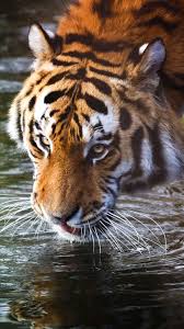 Cool Tiger Wallpaper Home Screen Tiger Wallpaper Animal Wallpaper Majestic Animals