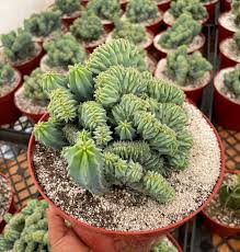 Image result for Myrtillocactus geometrizans