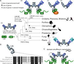 Check spelling or type a new query. Lim Homeodomain Proteins And Associated Partners Then And Now Sciencedirect