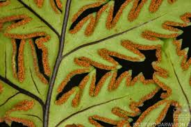 Image result for Doryopteris concolor