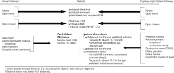 Visual Pathway An Overview Sciencedirect Topics