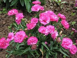 Propagating Dianthus By Cuttings Layering Or Division Dianthus Are Easily Propagated By Digging And Divid Carnation Plants Plants With Pink Flowers Carnations