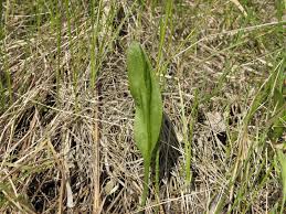 Image result for Ophioglossum vulgatum