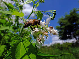 Image result for Sida chrysantha