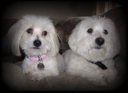 Find the perfect puppy for sale in memphis, tennessee at next day pets. Bolognese Puppies For Sale Near Me Peepsburgh